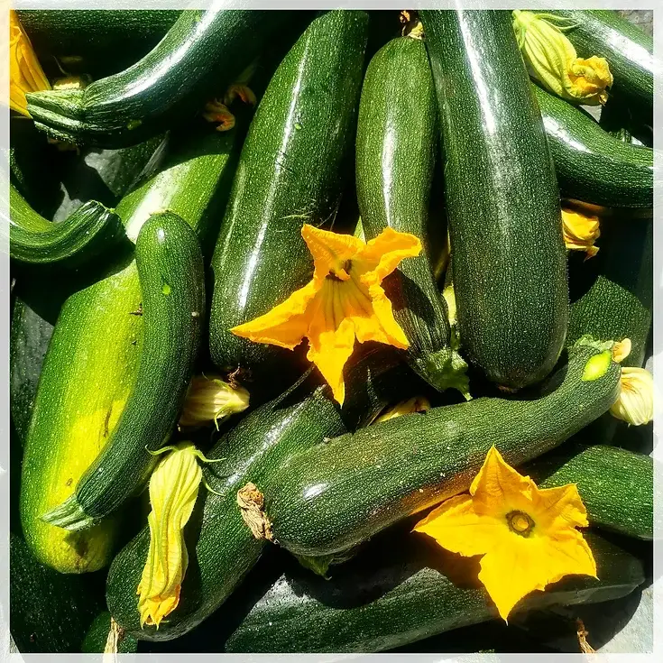 courgettes du jardin